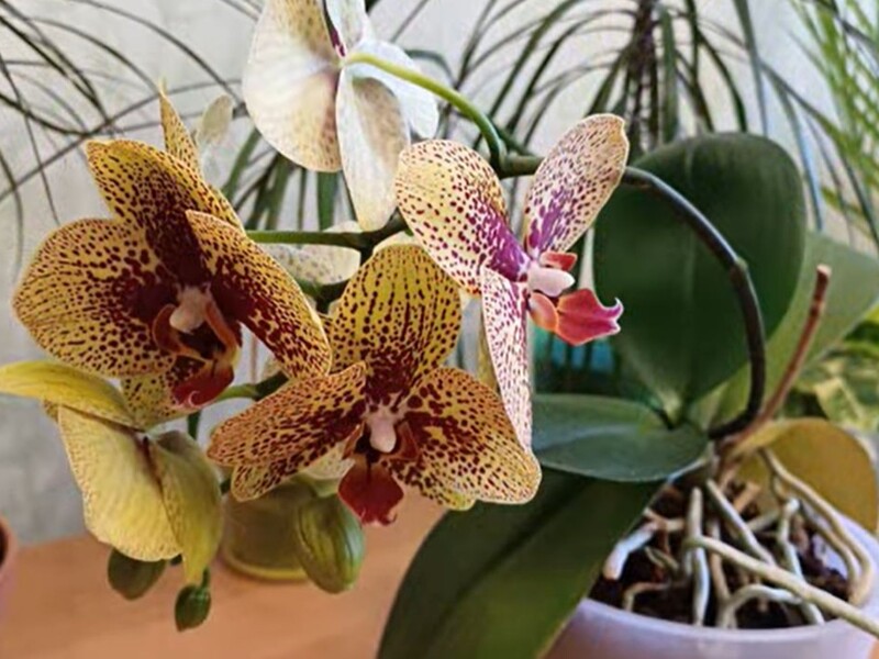 Ось що роблять досвідчені квітникарі, щоб орхідея квітла цілий рік. Секретний лайфхак