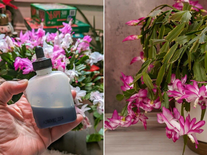 Це добриво випадково зробило різдвяний кактус суперквітучим. Квітникарка поділилася відкриттям Це добриво випадково зробило різдвяний кактус суперквітучим. Квітникарка поділилася відкриттям