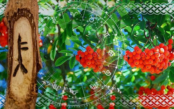 Кельтський гороскоп дерев на 7 грудня 2025 року: день рішучості, ясності та глибокого внутрішнього порядку