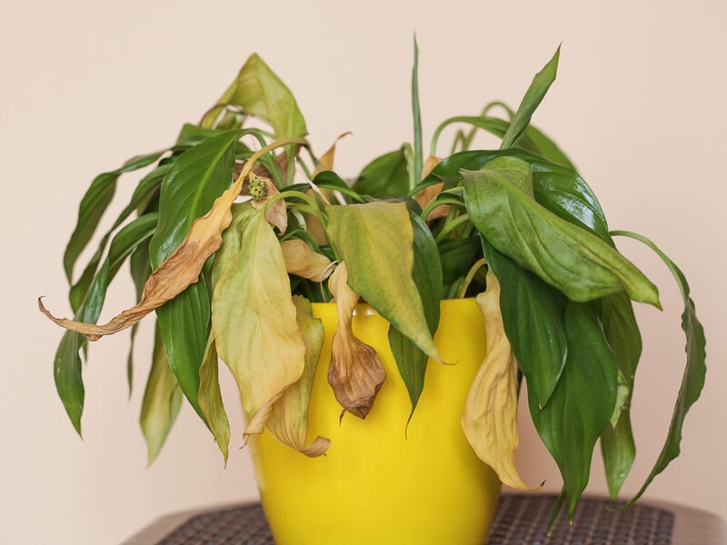 Три причини, чому в новачків в'яне листя спатифілуму – і як це виправити