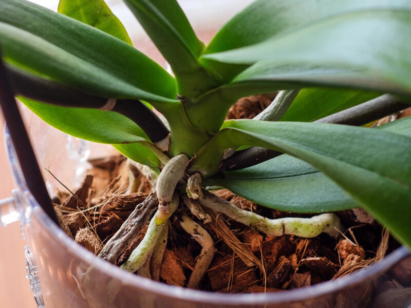 Лише дві краплі цього аптечного препарату – й орхідея знову почне активно формувати квітконоси