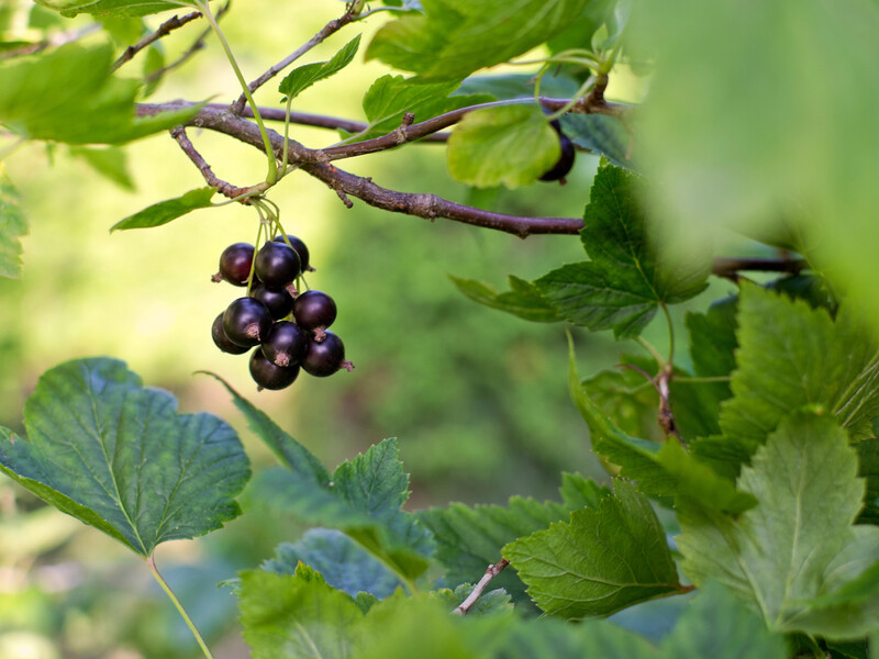 Не прибирайте цього з куща у грудні, щоб не втратити врожаю ягід