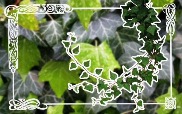 Кельтський гороскоп дерев на 1–7 грудня 2025 року: тиждень ясності, інтуїції та внутрішньої сили