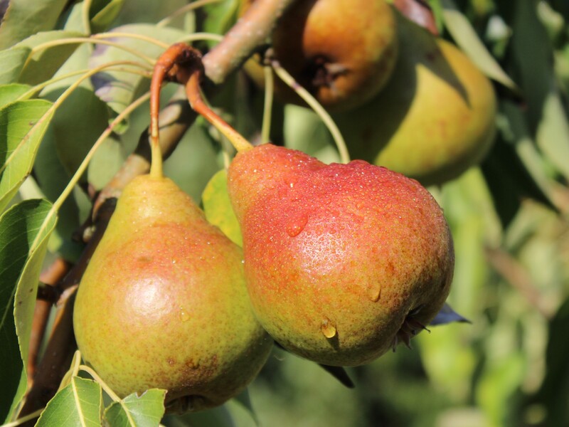 Чотири найкращі сорти груш. Вони легко переносять морози й потішать урожаєм Чотири найкращі сорти груш. Вони легко переносять морози й потішать урожаєм