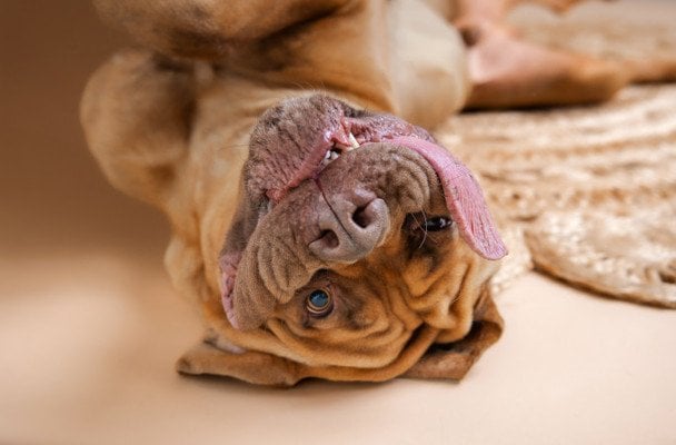 Пес із найдовшим язиком у світі: який він має вигляд (фото)