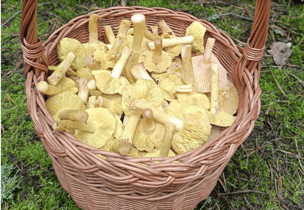 Чоловік перед Різдвом пішов у ліс по гриби: він здивував знахідками