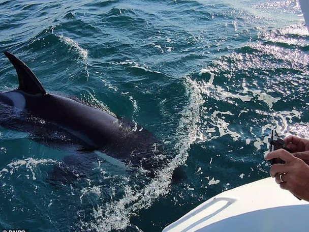 Біля Португалії косатки-убивці атакували яхту з родиною: які наслідки (фото)