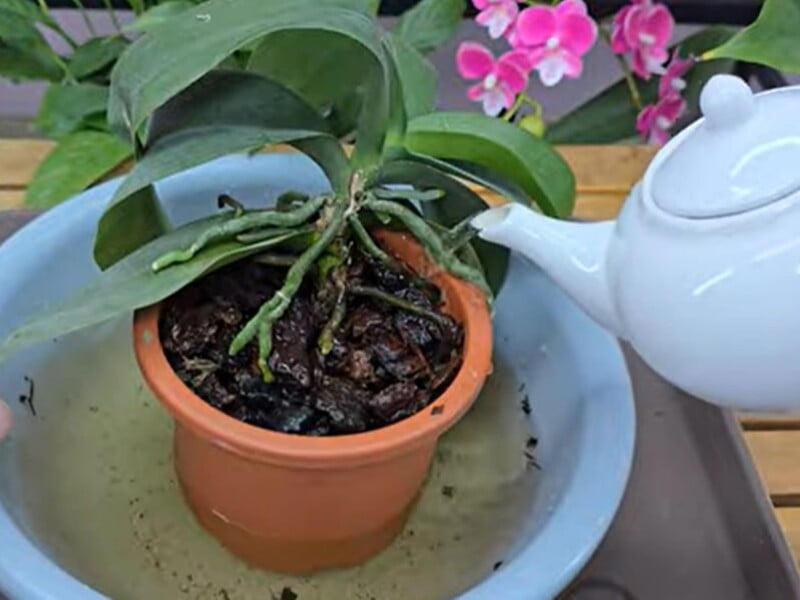 Залийте цю крупу окропом – і орхідея почне активно формувати нові квітконоси. Рецепт добрива
