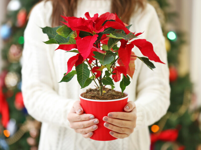 Три причини, чому пуансетія в'яне після Різдва. Як врятувати її, щоб вона не стала "одноразовою"