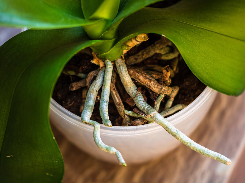 Утримайтеся від цього взимку – й орхідеї віддячать щедрим цвітінням. Правила й секрети поливу