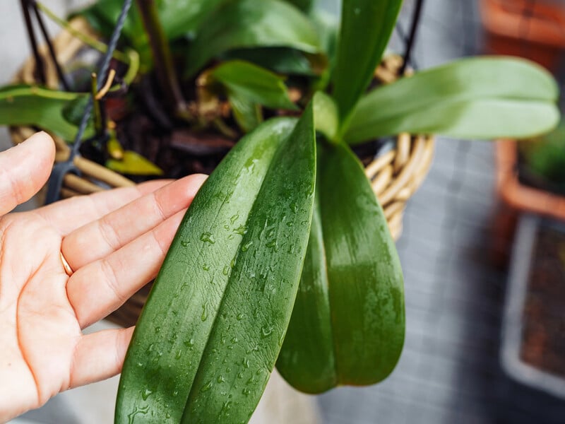 Залийте це окропом – і орхідея весь рік активно формуватиме нові квітконоси. Рецепт без хімії