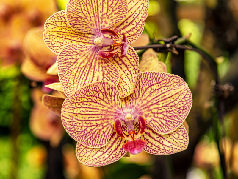 Робіть це кожного разу, коли орхідея зацвіте, – і матимете шикарні квіти