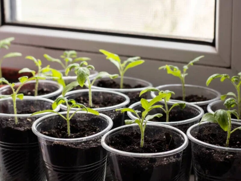 Зробіть це взимку – і помідори завалять урожаєм. Досвідчені городники розповіли, як виростити розсаду Зробіть це взимку – і помідори завалять урожаєм. Досвідчені городники розповіли, як виростити розсаду