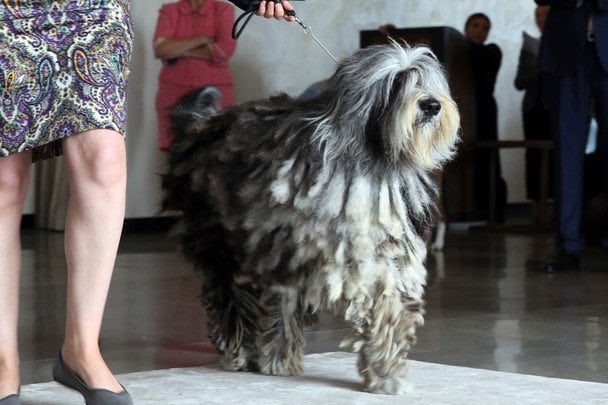 Ветеринар назвала собаку, за якою найскладніше доглядати