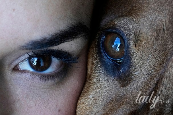 Собаки та сирени: чому чотирилапі реагують на шум Собаки та сирени: чому чотирилапі реагують на шум