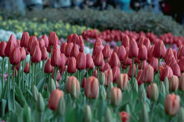 5 квітів, які можна посадити в січні, щоб весна прийшла до вашого саду раніше