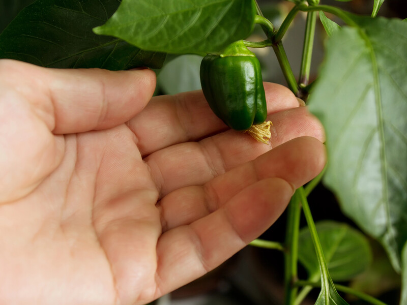 Посадіть город на підвіконні. Сім городніх культур, які можна вирощувати вдома