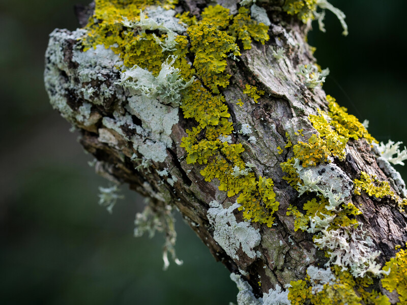 Три прості дії захистять плодовий сад від лишайників. Додайте це у воду – і вони відпадуть