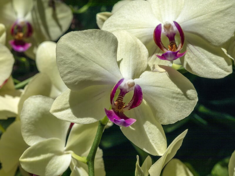 Завдяки такому підживленню квіти орхідей будуть більшими та яскравішими. Цвістимуть кілька тижнів