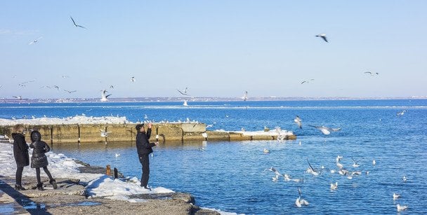 Маслянисті плями в Одесі: що потрапило у море і чому загинули птахи
