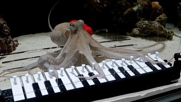 Музикант навчив домашнього восьминога грати на піаніно — відео