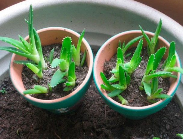 Як розмножити алое з листа