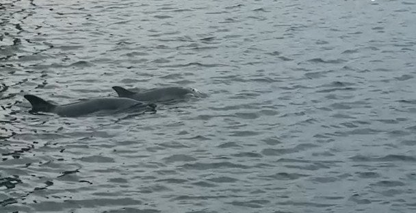 Справжня сенсація в Данії: у міському порту помітили рідкісних гостей (фото)