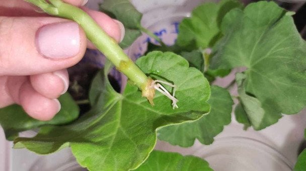 Як розмножувати герань: метод "у пакеті" без поливання і зайвих клопотів