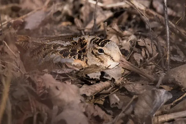 Учені знайшли птаха з ідеальним камуфляжем: який вигляд має Учені знайшли птаха з ідеальним камуфляжем: який вигляд має