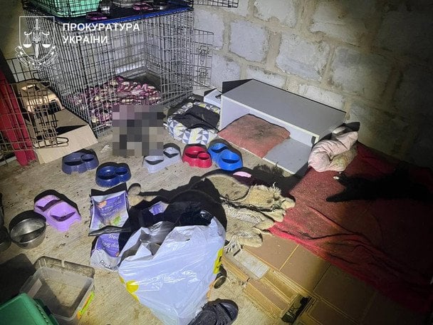 "Концтабір" для котів під Києвом: жінка заморила голодом понад 50 тварин