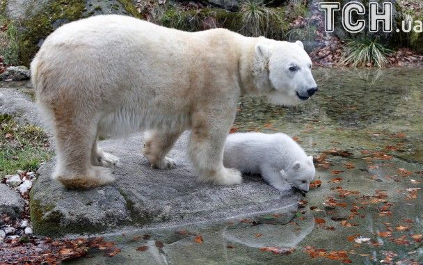 "Мутанти" мимоволі: як природа намагається врятувати білих ведмедів від вимирання
