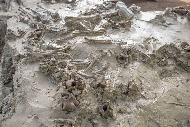 Загадка давніх часів: у шведському болоті знайшли таємничу жертву кам’яної доби