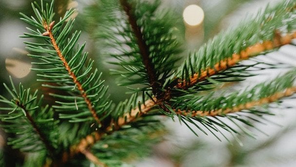 Новорічні ялинки: які ціни в Харкові, Запоріжжі та Львові та скільки коштують найдорожчі дерева