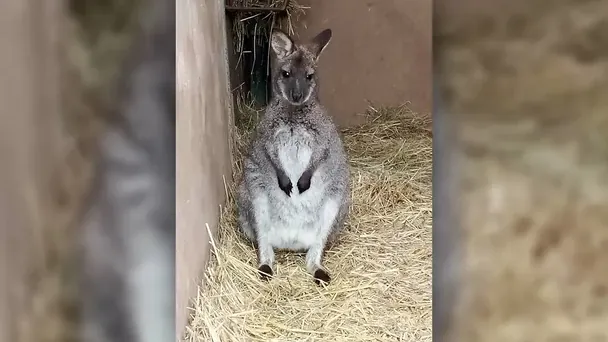 Подарунок дітям на Різдво втік: у Чехії ловили кенгуру