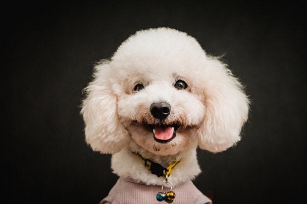 Кмітливий пес обійшов заборону залазити на диван і став зіркою TikTok