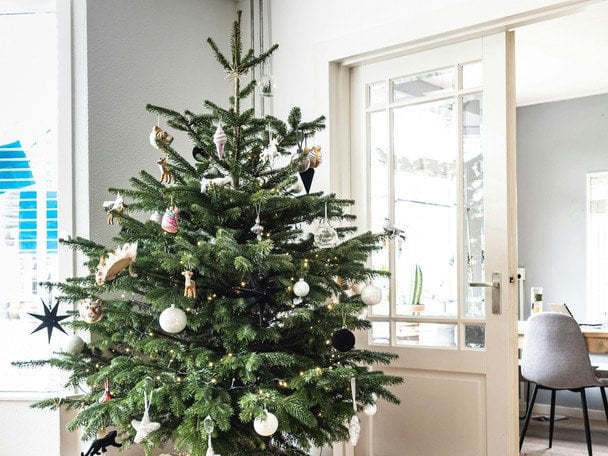 Цей секрет врятує вашу живу новорічну ялинку від швидкого осипання — ось, що потрібно робити