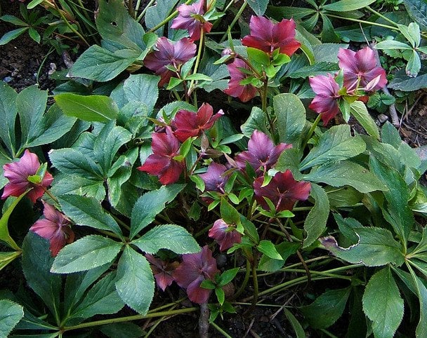 П’ять витривалих зимових рослин, які додадуть барв саду вже у грудні