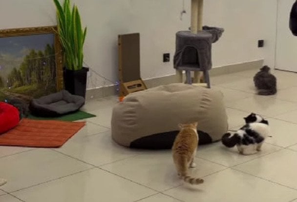 Скандал довкола "котячого кафе" в Одесі: поліція відреагувала