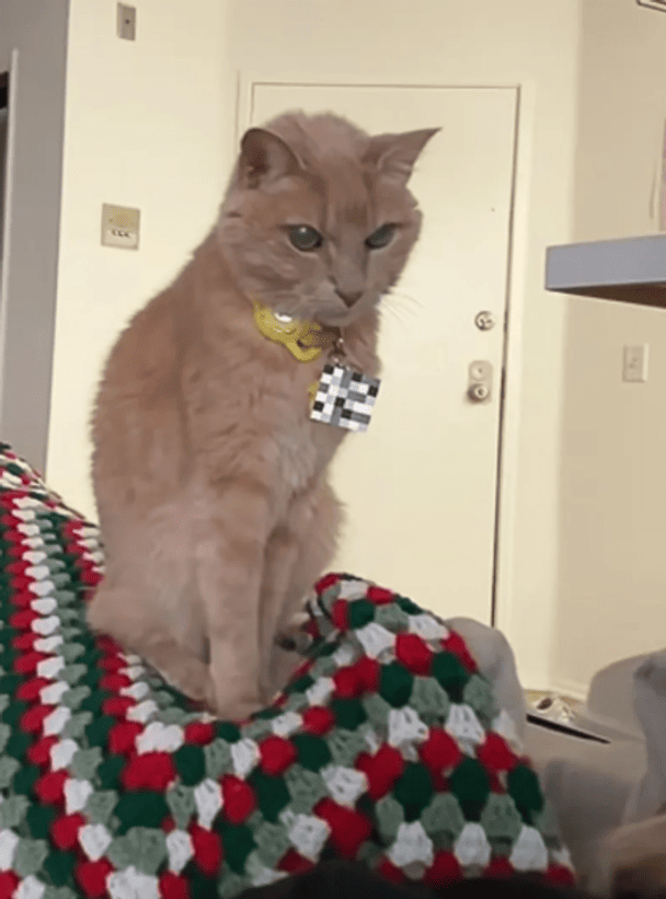 Кіт залишився без їжі через візит до ветеринара: реакція пухнастика потішила користувачів Мережі