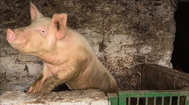 Неоготичний палац став свинарником: старовинна будівля на Хмельниччині знайшла нове призначення