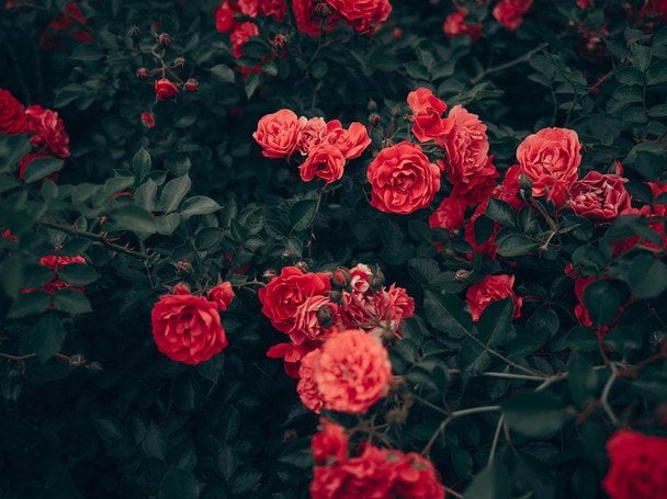 Всього один крок — і ваші троянди переживуть найсуворіші зимові морози: обов’язково зробіть це в січні