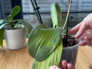 Розчиніть це у воді – й орхідея з пониклим листям знову оживе. Рецепт підживлення без хімії