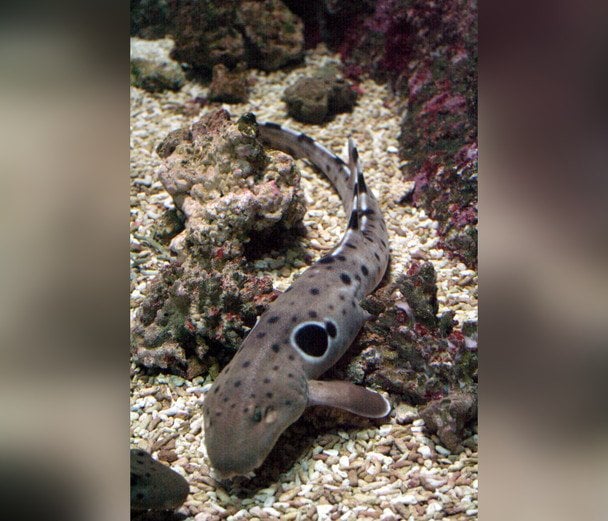 Ходячі акули зламали правила еволюції: як їм вдається розмножуватися без витрат енергії