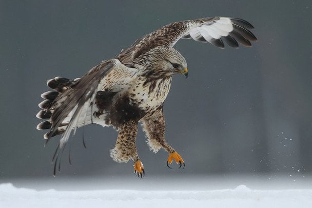 Гість із тундри: на Рівненщині помітили унікального арктичного птаха-мисливця (фото)