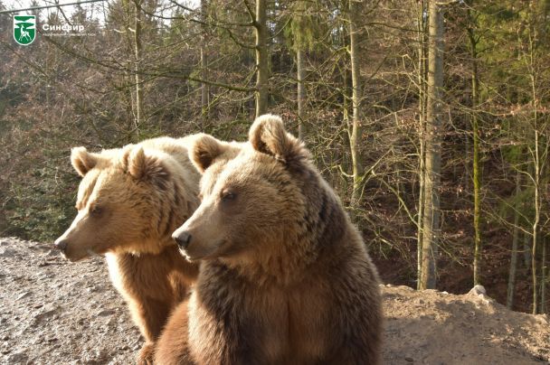 Face ID для тварин: штучний інтелект навчився розпізнавати ведмедів "в обличчя"