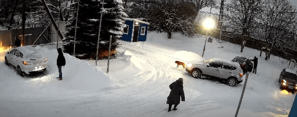 Під Львовом позашляховик двічі переїхав собаку на парковці: тварина кричала від болю, люди йшли повз (відео 18+)