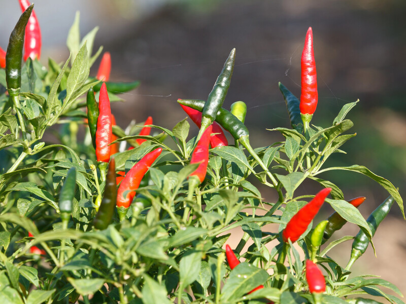 Посійте ці рослини вже в січні, щоб вони встигли розвинутися й дати цвітіння або врожай