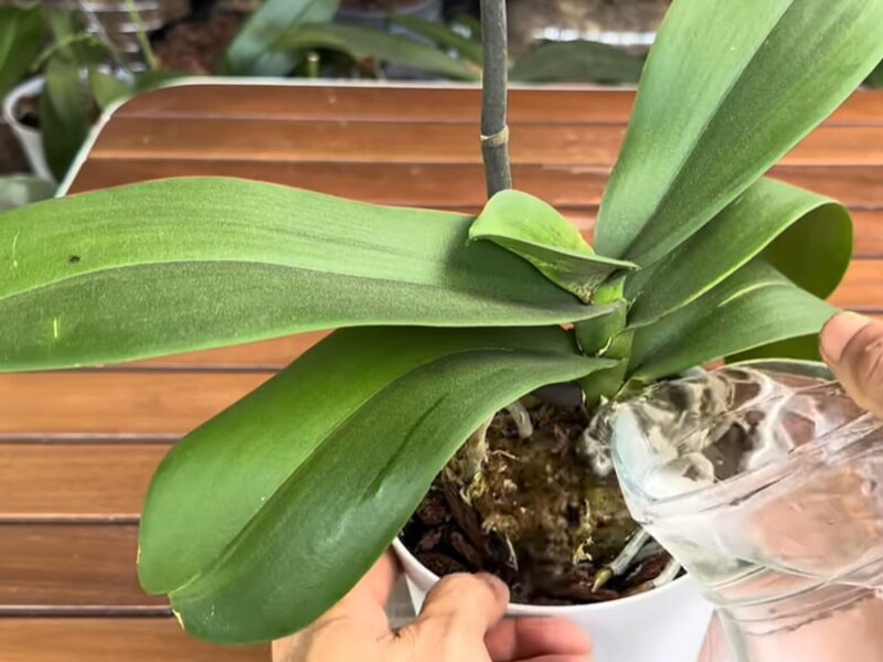 Протирайте листя орхідеї цим настоєм раз на тиждень – і вона віддячить новими квітконосами Протирайте листя орхідеї цим настоєм раз на тиждень – і вона віддячить новими квітконосами