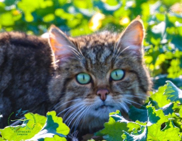 На Одещині в кадр об’єктиву потрапив рідкісний потаємний хижак з Червоної книги