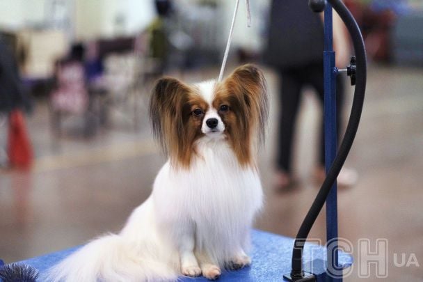 Собаки-довгожителі: 7 порід із міцним здоров’ям та ніжним характером Собаки-довгожителі: 7 порід із міцним здоров’ям та ніжним характером